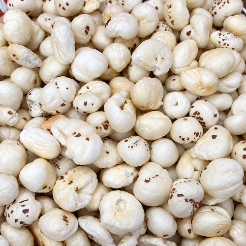 Standard Fox Nuts